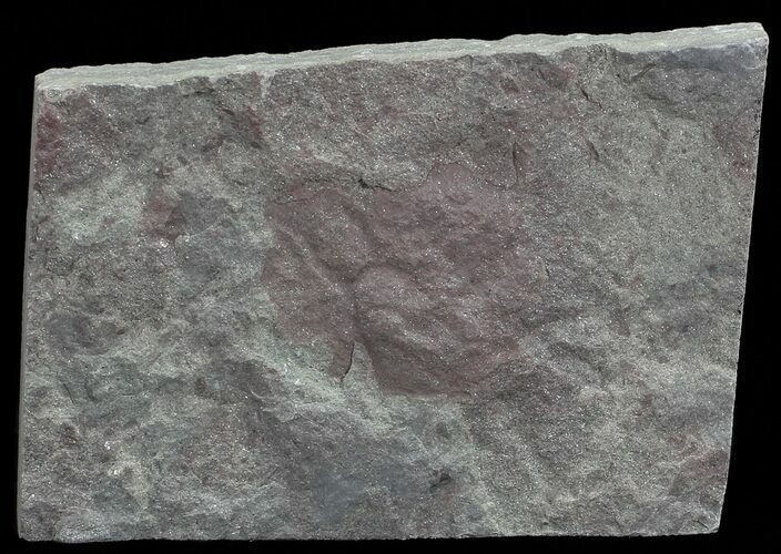 Plate Of Devonian Plant (Zosterophyllum) Fossils - Scotland #66690